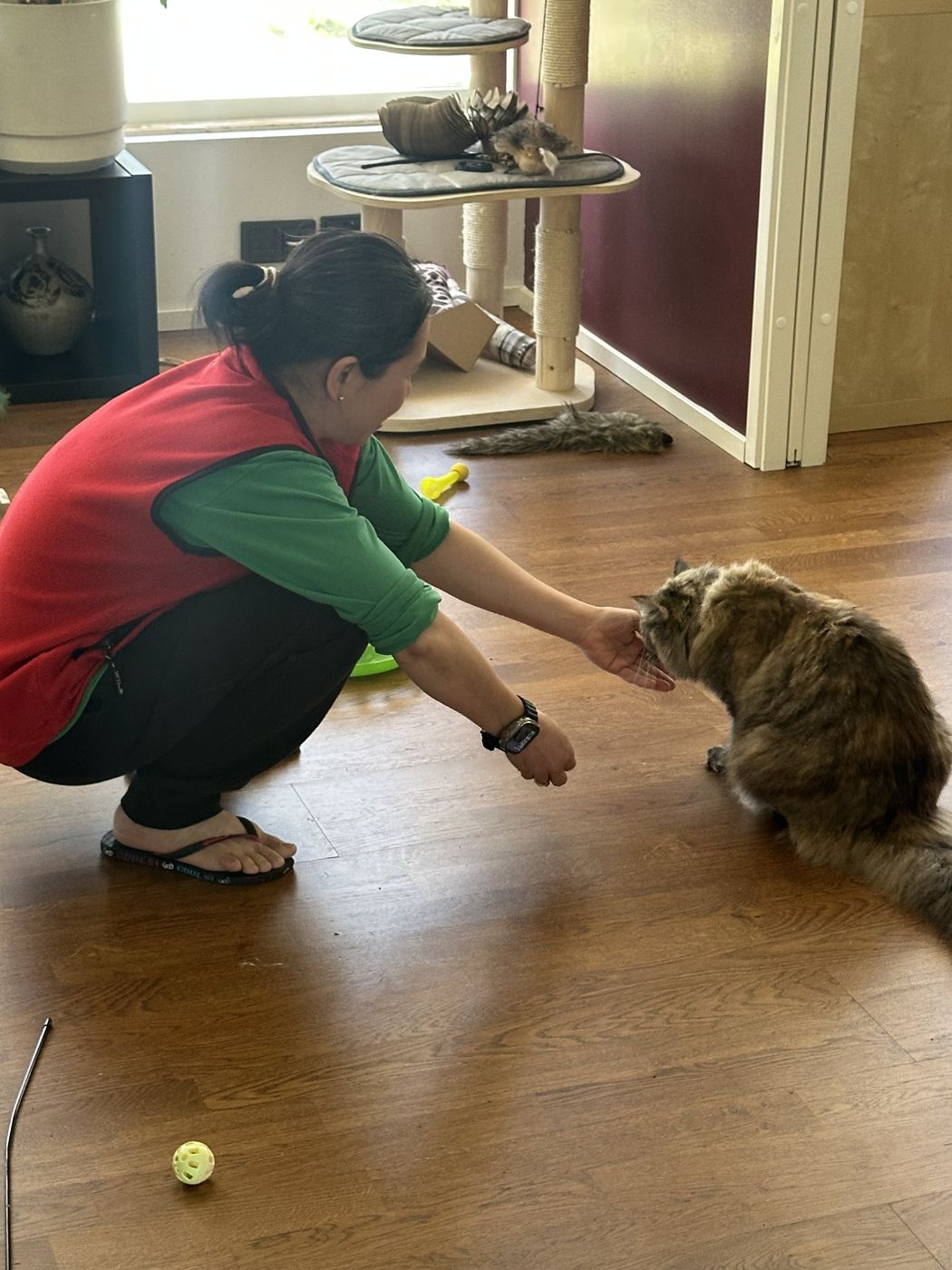 Kareen offering a treat to a long-haired cat at a Helsinki home